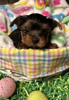 Tiny Tim, a male Yorkshire Terrier for sale in Walker, LA – Photo 4 of 4