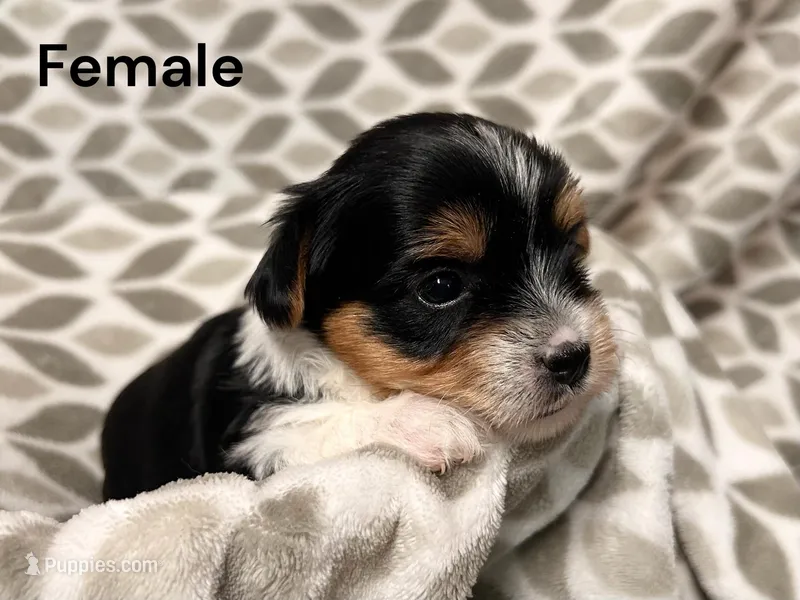 Remi – Yorkshire Terrier puppy for sale in Walker, LA