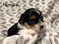 Remi, a female Yorkshire Terrier for sale in Walker, LA – 1 of 2