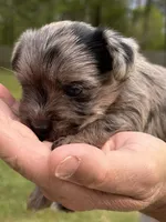 Fancy, a female Yorkshire Terrier for sale in Walker, LA – Photo 2 of 6