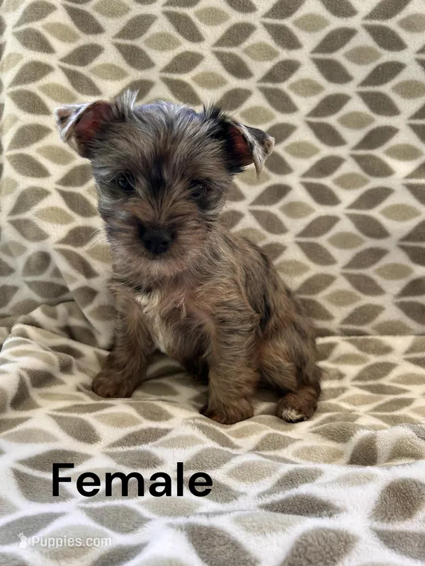 Fancy – Yorkshire Terrier puppy for sale in Walker, LA