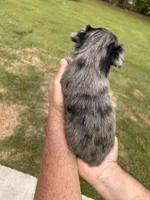 Fancy, a female Yorkshire Terrier for sale in Walker, LA – Photo 5 of 6