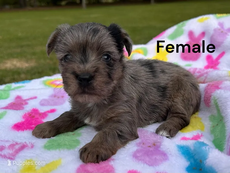 Fancy, a female Yorkshire Terrier for sale in Walker, LA – Photo 1 of 6