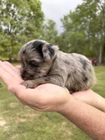 Fancy, a female Yorkshire Terrier for sale in Walker, LA – Photo 4 of 6