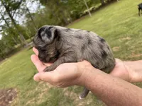 Fancy, a female Yorkshire Terrier for sale in Walker, LA – Photo 6 of 6