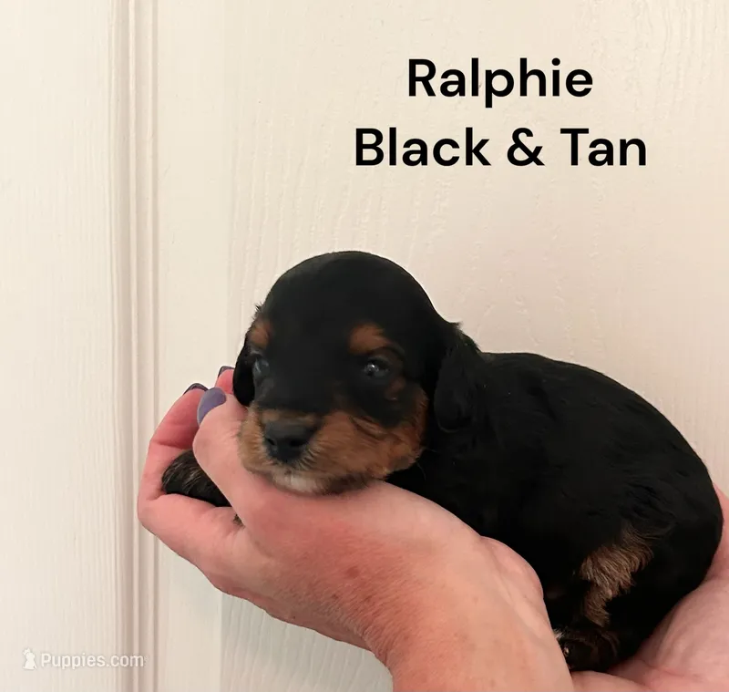 Ralphie – Yorkipoo puppy for sale in Walker, LA