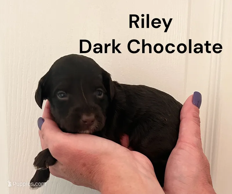 Riley – Yorkipoo puppy for sale in Walker, LA