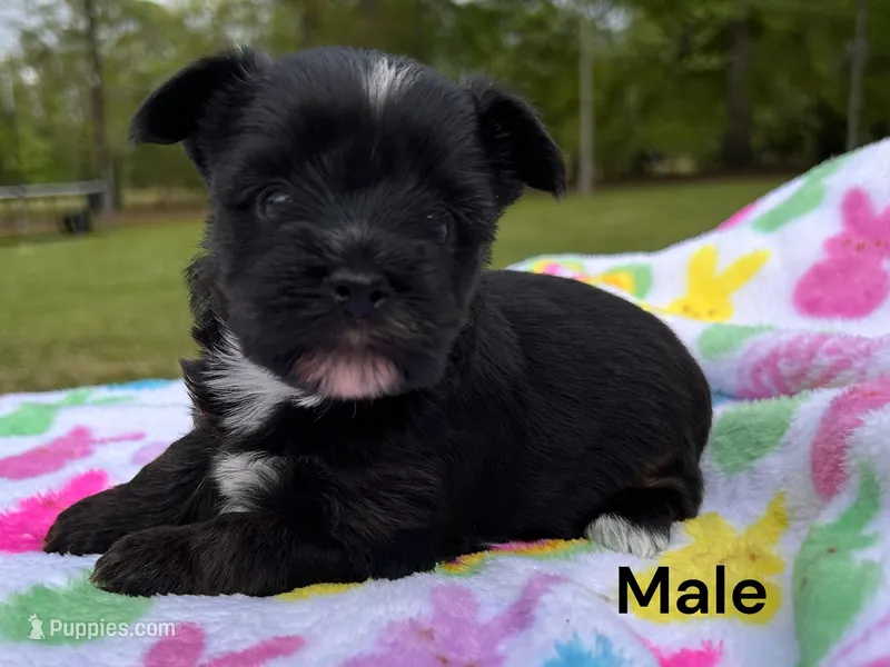 Midnight – Yorkshire Terrier puppy for sale in Walker, LA