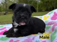 Midnight, a male Yorkshire Terrier for sale in Walker, LA – Photo 1 of 2