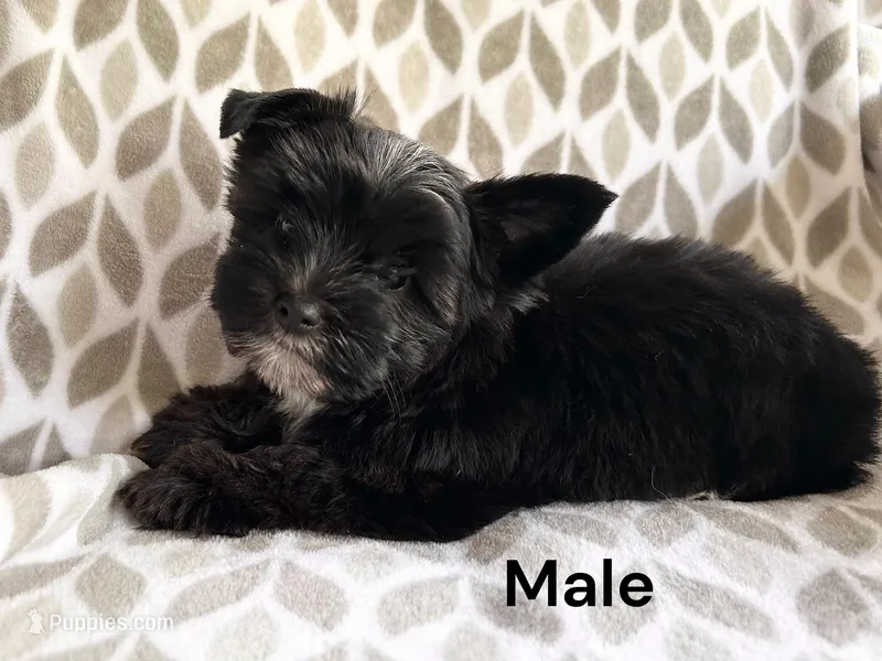 Midnight – Yorkshire Terrier puppy for sale in Walker, LA