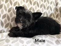 Midnight, a male Yorkshire Terrier for sale in Walker, LA – 1 of 3