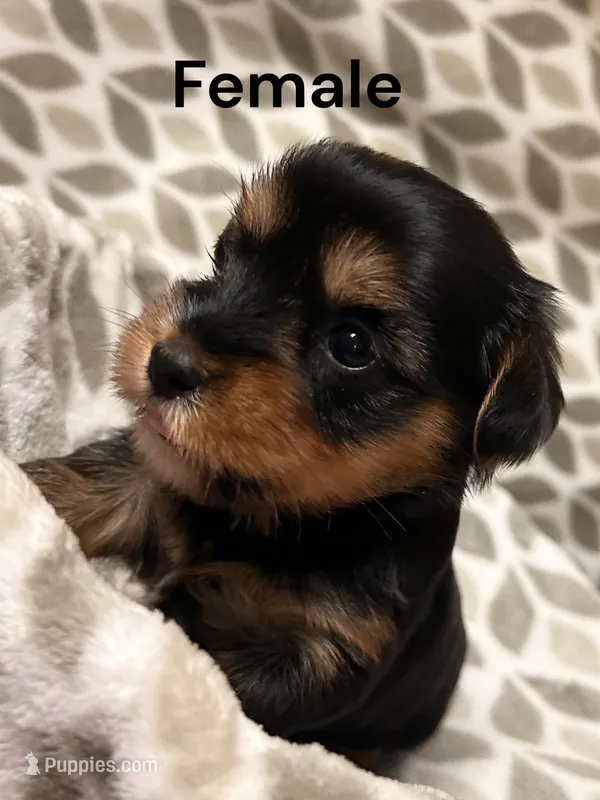 Sassy – Yorkshire Terrier puppy for sale in Walker, LA