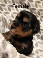 Sassy, a female Yorkshire Terrier for sale in Walker, LA – 1 of 2