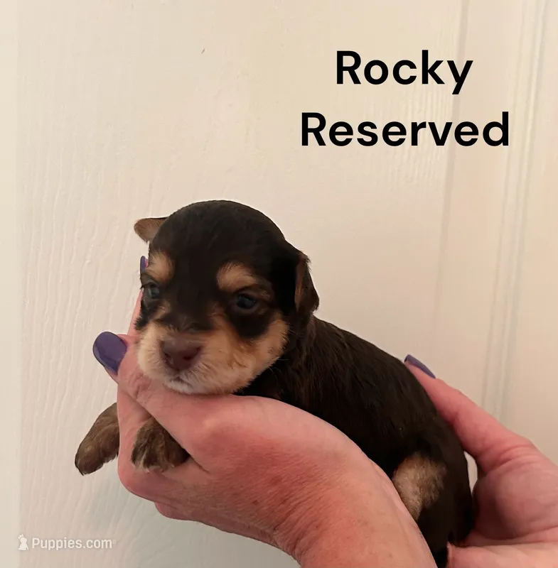 Rocky – Yorkipoo puppy for sale in Walker, LA