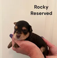 Rocky, a male Yorkipoo for sale in Walker, LA – 1 of 1