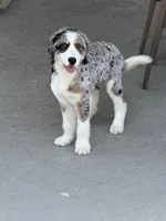 Willow, a female Bernedoodle for sale in Houston, TX – 4 of 5