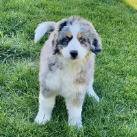 Willow, a female Bernedoodle for sale in Houston, TX – 3 of 5