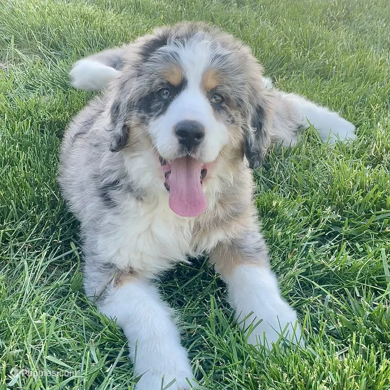 Willow – Bernedoodle puppy for sale in Houston, TX