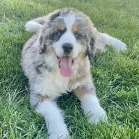 Willow, a female Bernedoodle for sale in Houston, TX – 1 of 5