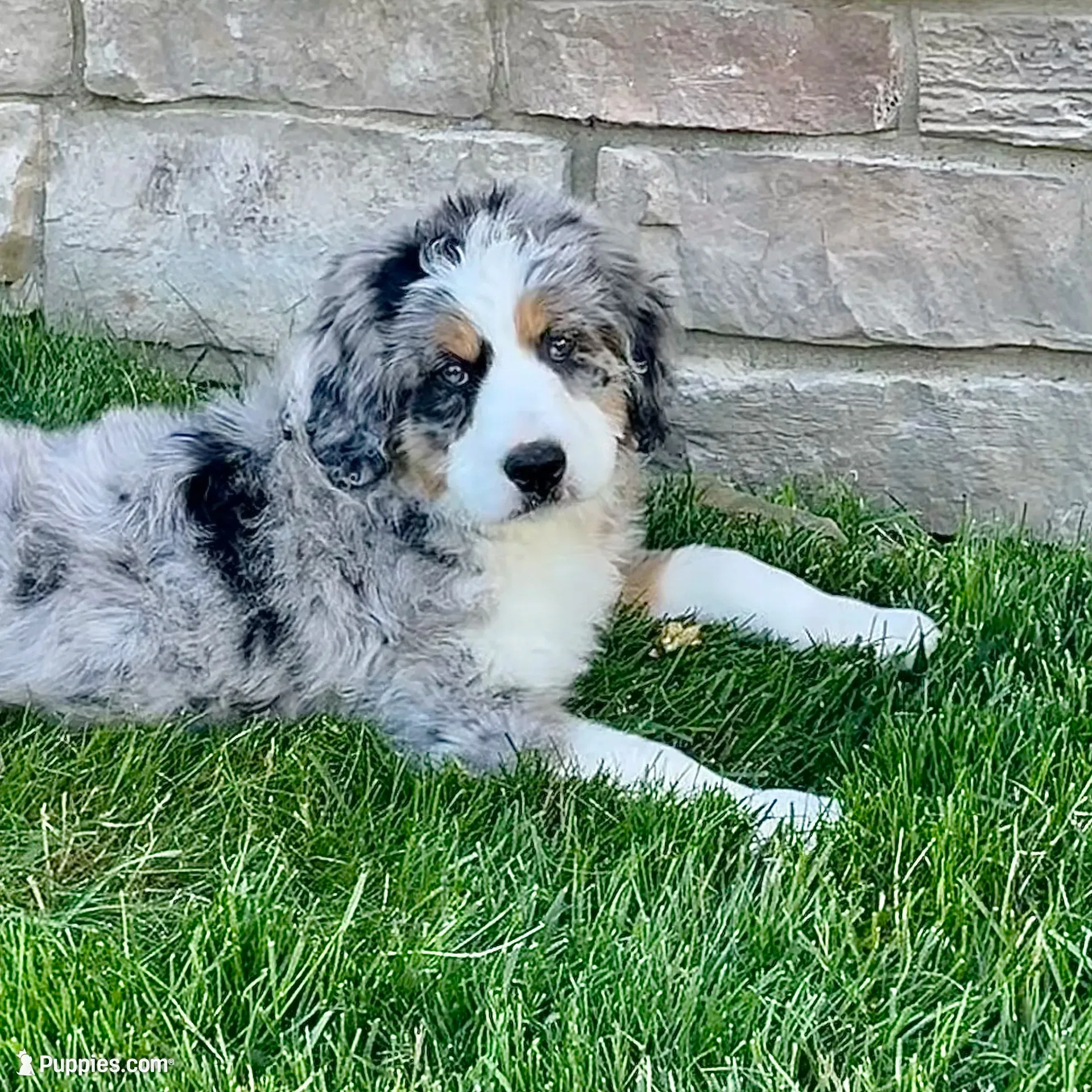 Willow, a female Bernedoodle for sale in Houston, TX – 2 of 5