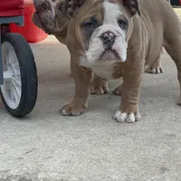 Milo, a male English Bulldog for sale in Missouri City, MO – Photo 3 of 3