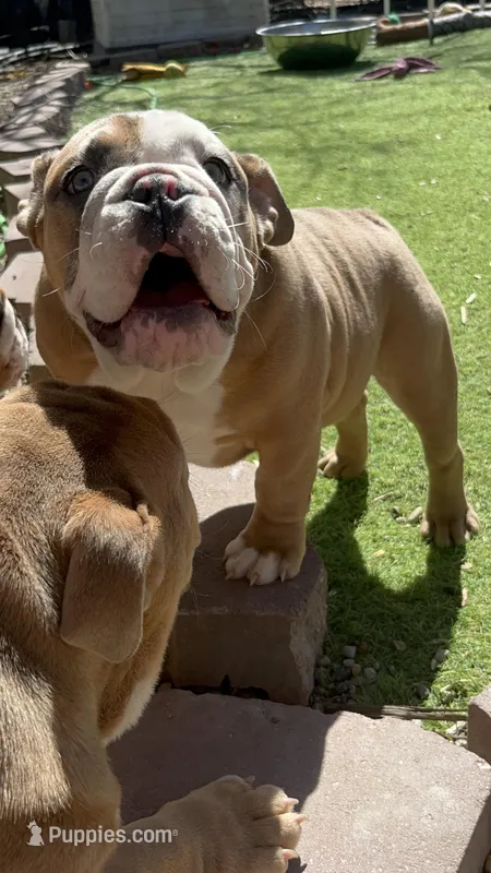 Milo – English Bulldog puppy for sale in Missouri City, MO