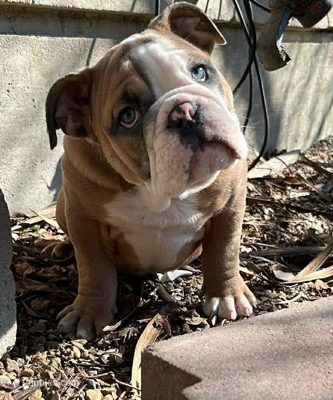 Milo – English Bulldog puppy for sale in Missouri City, MO