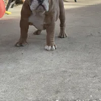 Milo, a male English Bulldog for sale in Missouri City, MO – Photo 2 of 3