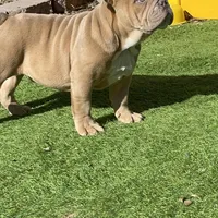 Turbo, a male English Bulldog for sale in Missouri City, MO – Photo 3 of 3