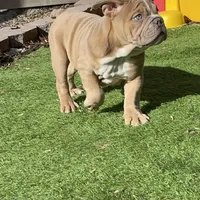 Turbo, a male English Bulldog for sale in Missouri City, MO – Photo 2 of 3