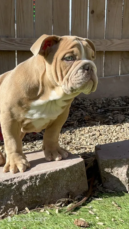 Turbo – English Bulldog puppy for sale in Missouri City, MO