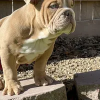 Turbo, a male English Bulldog for sale in Missouri City, MO – Photo 1 of 3