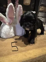 Puppy 5, a female Cocker Spaniel for sale in Parma, MI – 2 of 3