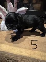 Puppy 5, a female Cocker Spaniel for sale in Parma, MI – 3 of 3