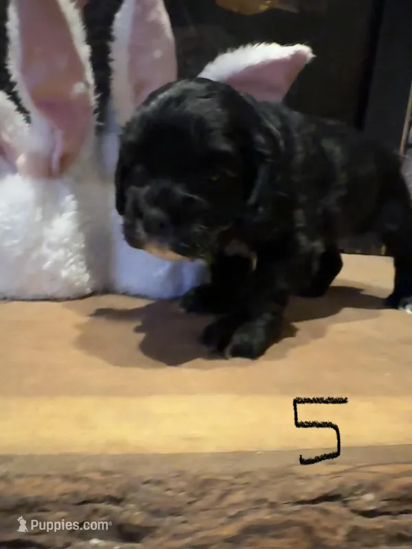 Puppy 5 – Cocker Spaniel puppy for sale in Parma, MI
