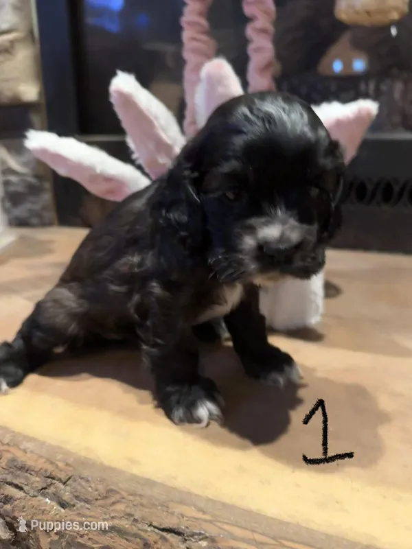 Puppy 1 – Cocker Spaniel puppy for sale in Parma, MI