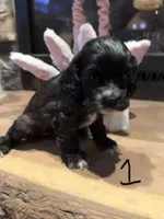 Puppy 1, a female Cocker Spaniel for sale in Parma, MI – 1 of 2