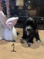 Puppy 1, a female Cocker Spaniel for sale in Parma, MI – 2 of 2
