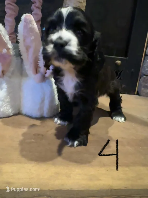 Puppy 4 – Cocker Spaniel puppy for sale in Parma, MI