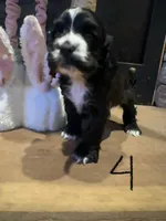 Puppy 4, a female Cocker Spaniel for sale in Parma, MI – 1 of 2