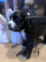 Puppy 4, a female Cocker Spaniel for sale in Parma, MI – 2 of 2