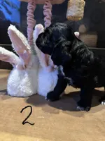Puppy 2, a female Cocker Spaniel for sale in Parma, MI – 2 of 2