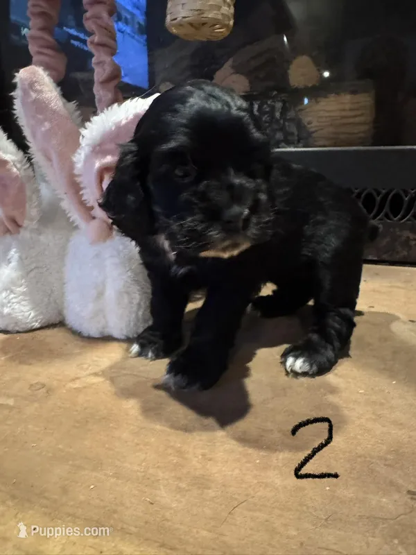 Puppy 2 – Cocker Spaniel puppy for sale in Parma, MI