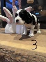 Puppy 3, a female Cocker Spaniel for sale in Parma, MI – 2 of 2