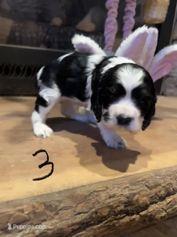 Puppy 3 – Cocker Spaniel puppy for sale in Parma, MI