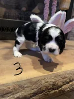 Puppy 3, a female Cocker Spaniel for sale in Parma, MI – 1 of 2