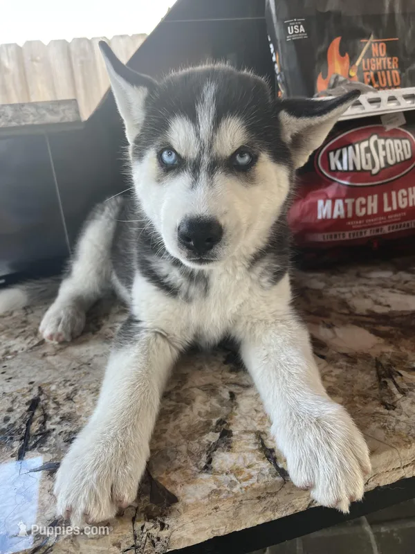 Suki  – Siberian Husky puppy for sale in Brandon, FL