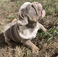 Potato , a male English Bulldog for sale in Buffalo, MO – 5 of 9