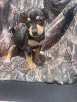 Bell girl, a female Chihuahua for sale in Buffalo, MO – 3 of 5