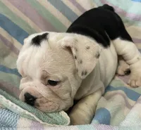 Dotty, a female English Bulldog for sale in Buffalo, MO – 7 of 7